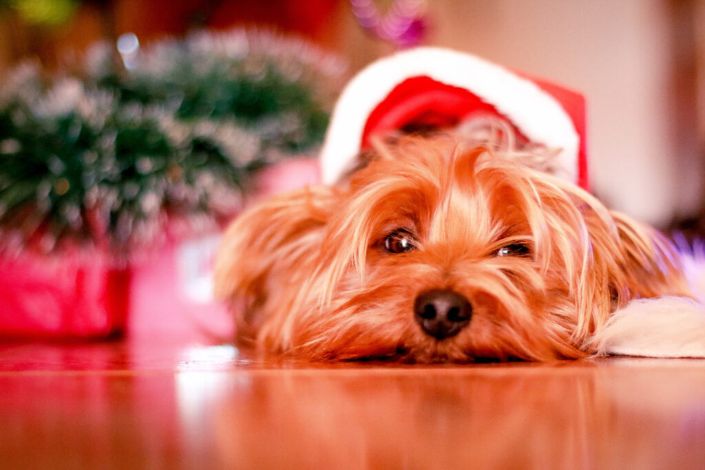 dog grinch marketing lessons