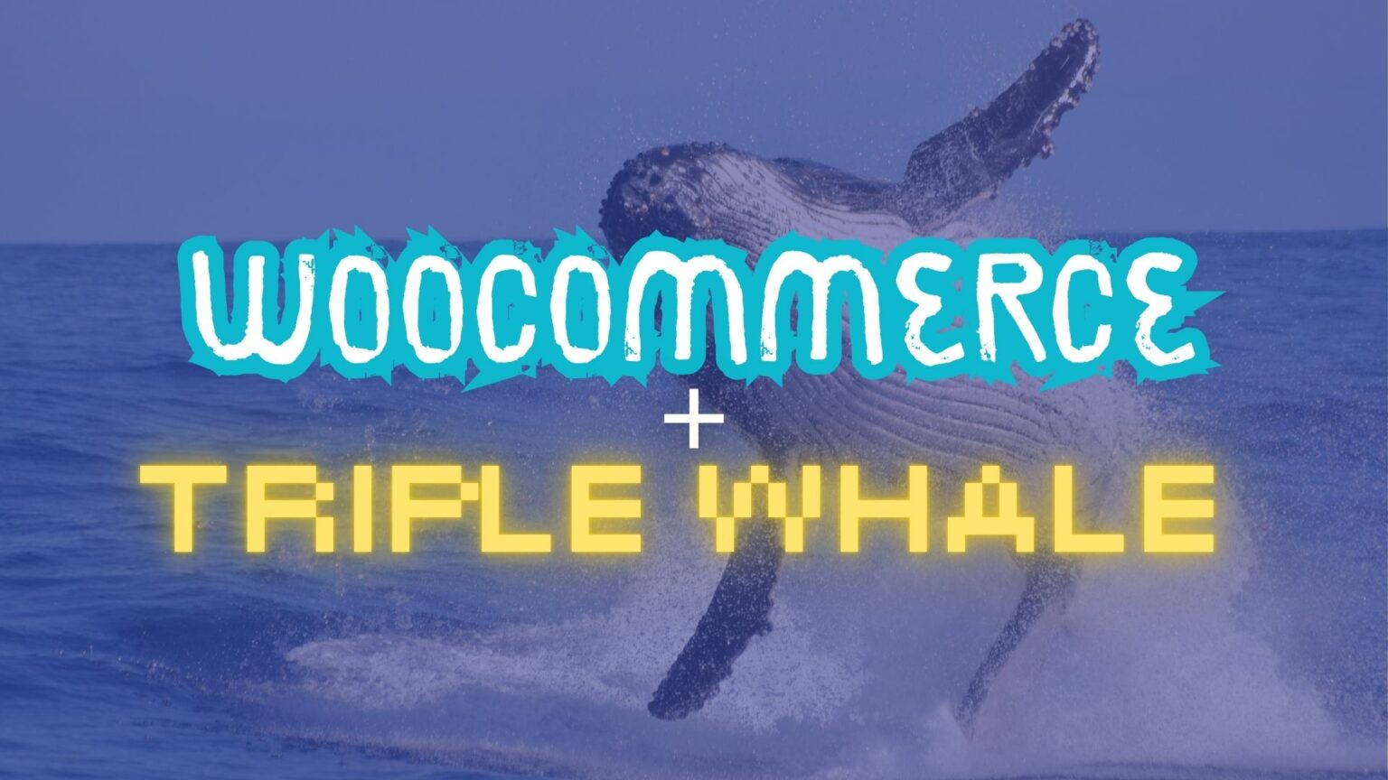 5 Reasons WooCommerce Merchants Are Turning to Triple Whale